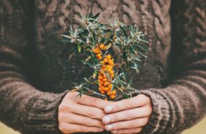 Sea Buckthorn is a beautiful plant with plentiful healthy properties.