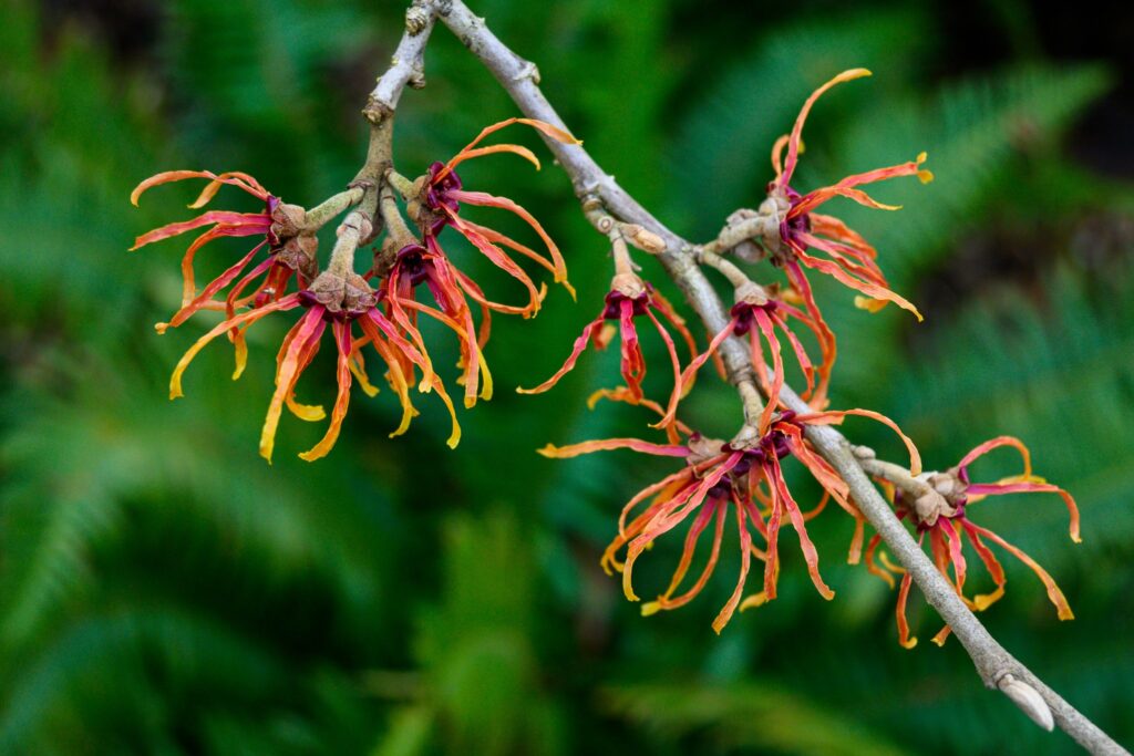 The witch hazel plant has been used in medicine for centuries.